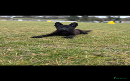 German Shepherd dogs for sale: German shepherd puppy  - Image 2