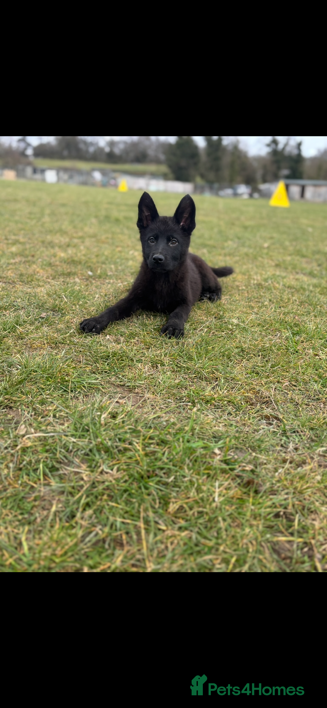 German Shepherd dogs for sale: German shepherd puppy  - Image 2