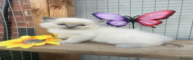 Ragdoll blue point male