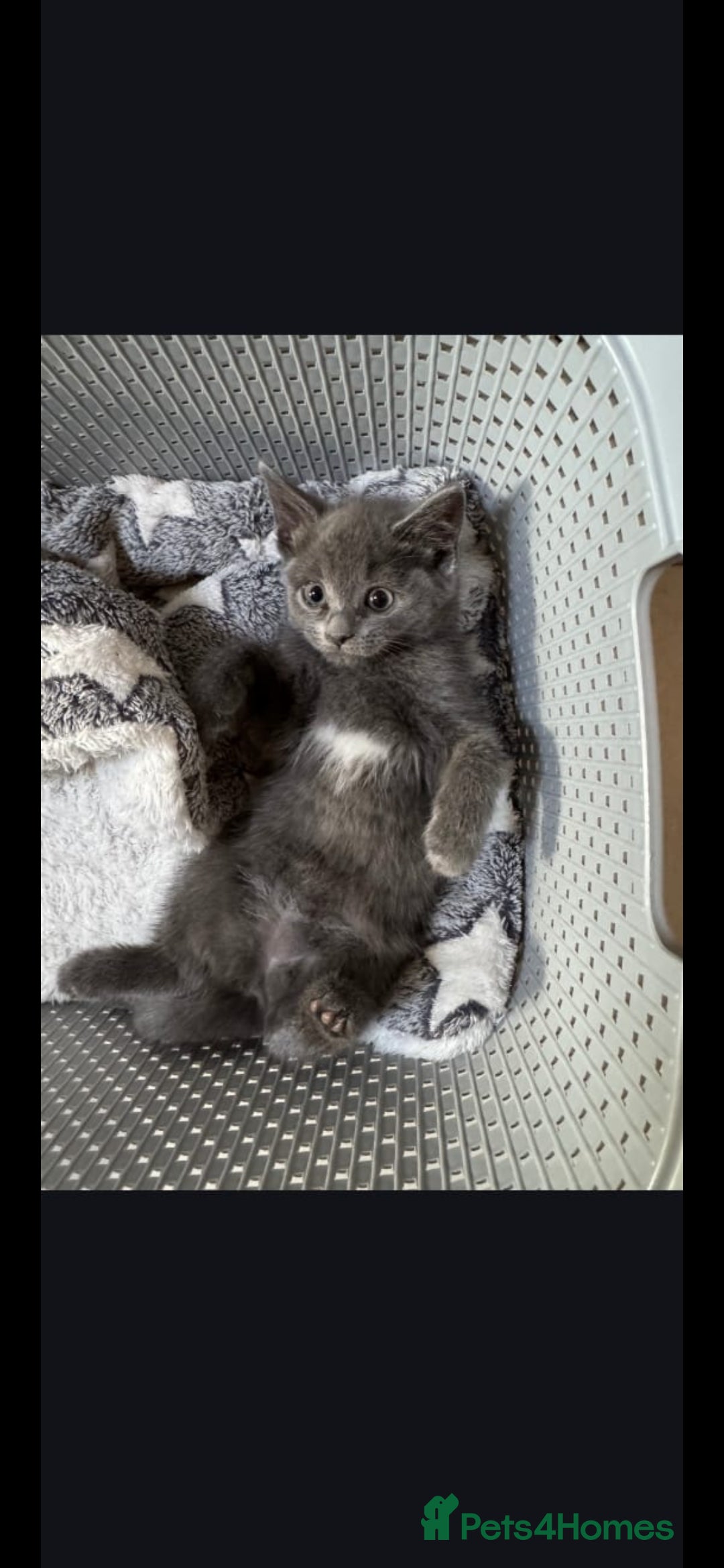 Russian Blue cats for sale: Russian Blue  - Advert 3