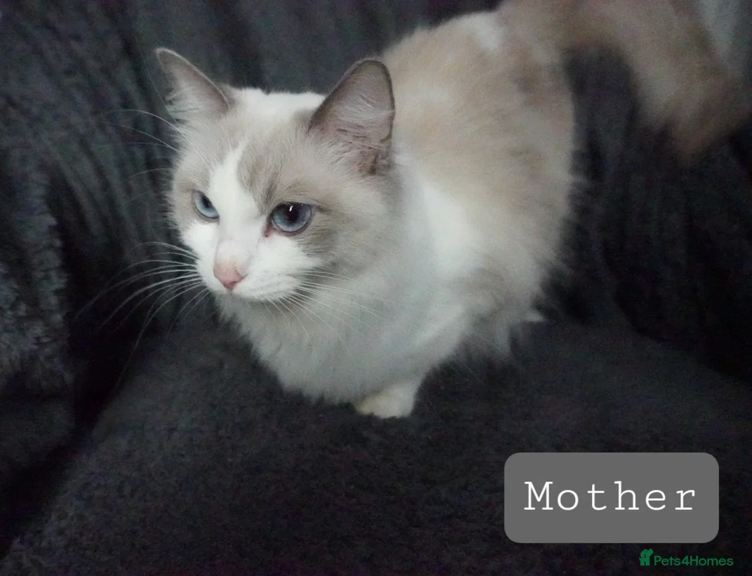 Ragdoll cats for sale: Six Ragdoll Kittens - Advert 2