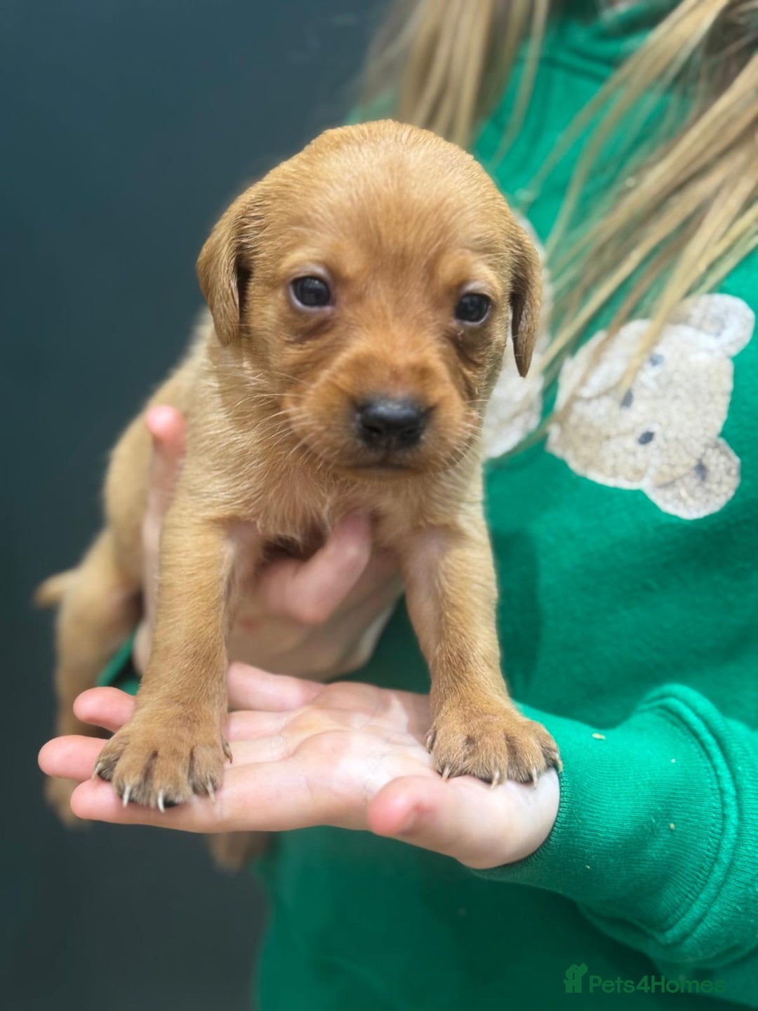 Labrador Retriever dogs for sale: Labrador Puppies  - Advert 5