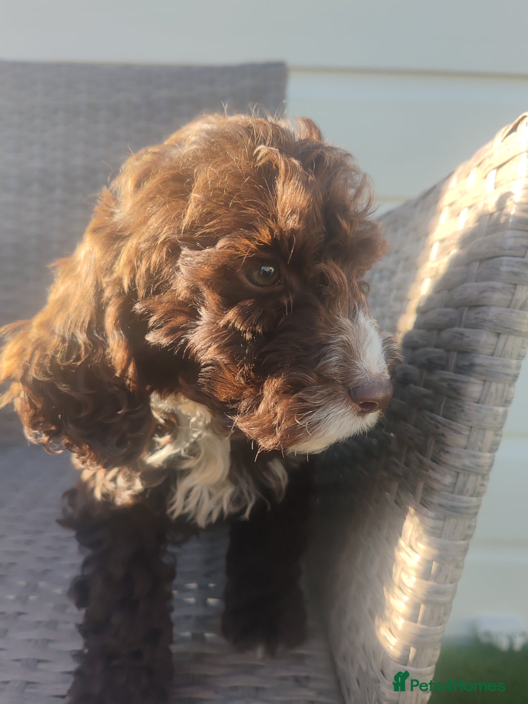 Cockapoo dogs for sale: Cockapoo puppies - Image 2