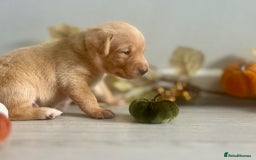 Labrador Retriever dogs for sale: Yellow Labrador Puppies - Image 14