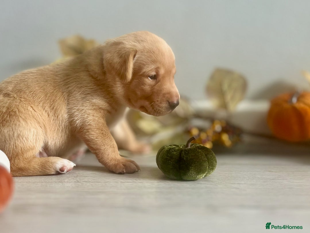 Labrador Retriever dogs for sale: Yellow Labrador Puppies - Image 14