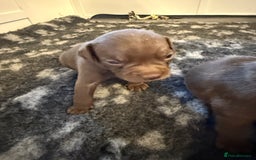 Mixed Breed dogs for sale: Frocks  - Image 27
