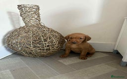 Labrador Retriever dogs for sale: Stunning Fox red labradors  - Image 16