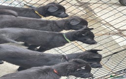 German Shepherd dogs for sale: Beautiful Black German Shepherd Puppies - Image 1