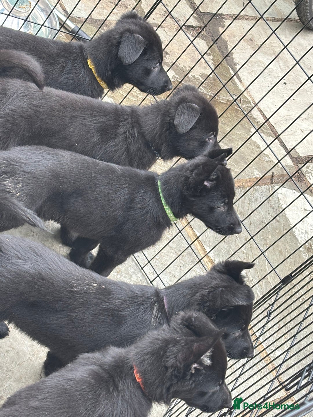 German Shepherd dogs for sale: Beautiful Black German Shepherd Puppies - Image 1