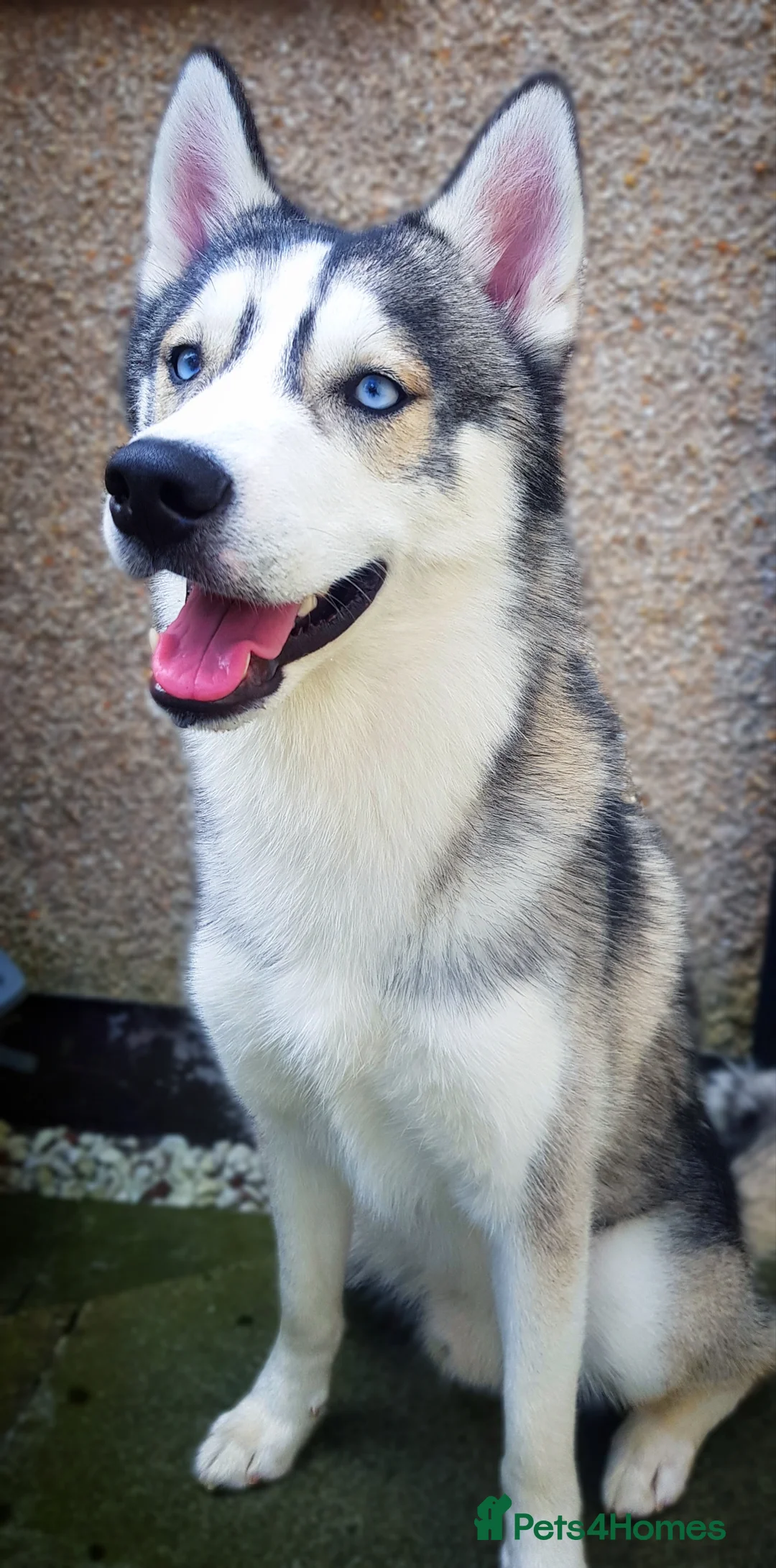 Siberian Husky dogs for stud: DANAMELI TITAN KING - Proven Health Tested Stud in Glasgow - Advert 7