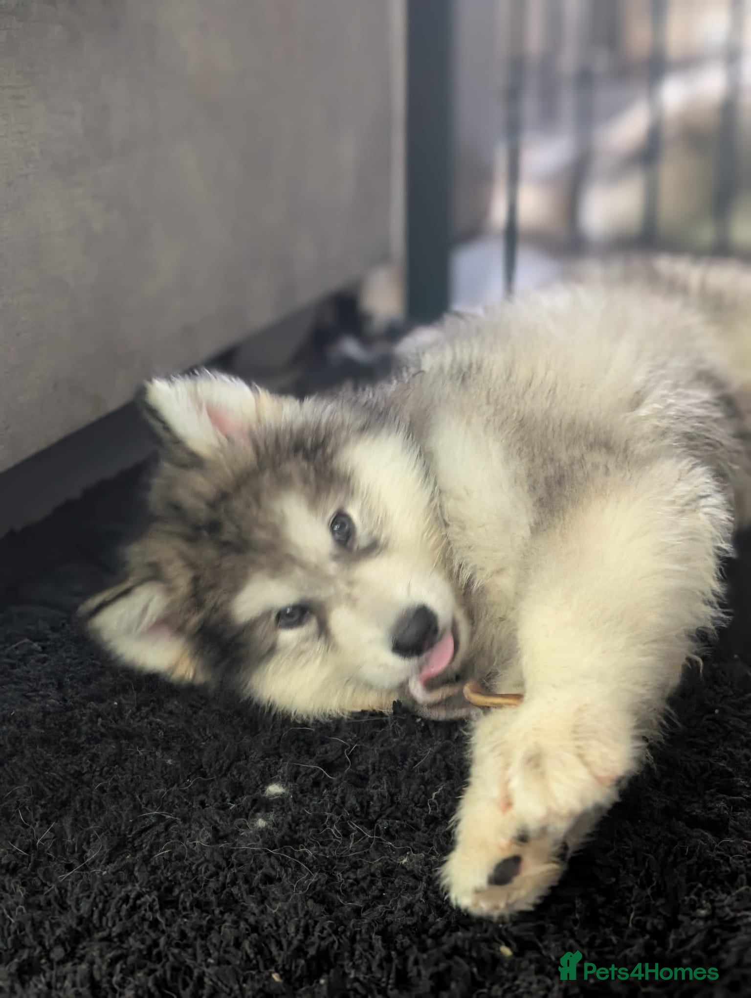 Alaskan Malamute dogs 1 left Ready Now KC Alaskan malamute puppy - Advert 1