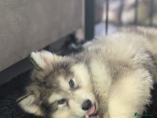 Alaskan Malamute dogs 1 left Ready Now KC Alaskan malamute puppy - Advert 11