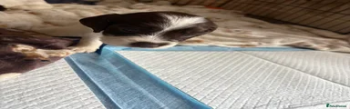 Sprocker 3