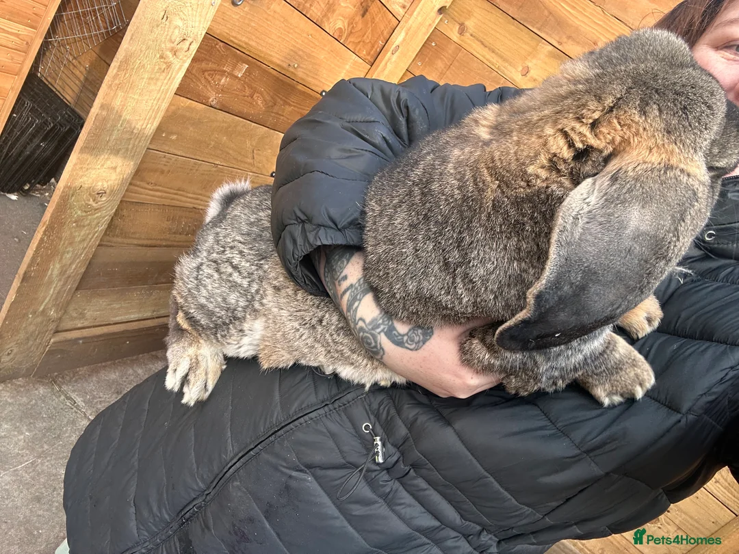 French Lop rabbits for sale: French lop - Advert 2