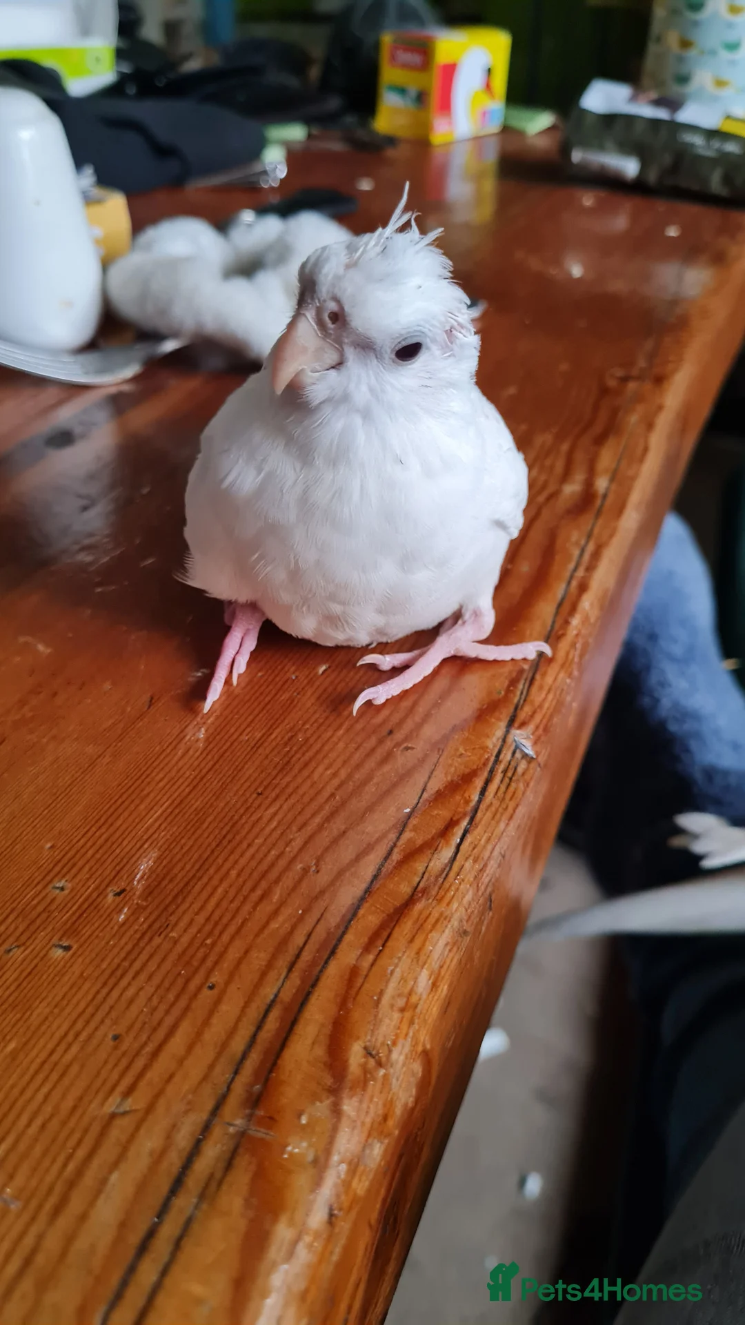 Cockatiels birds for sale: Baby cockatiels for sale  - Advert 5