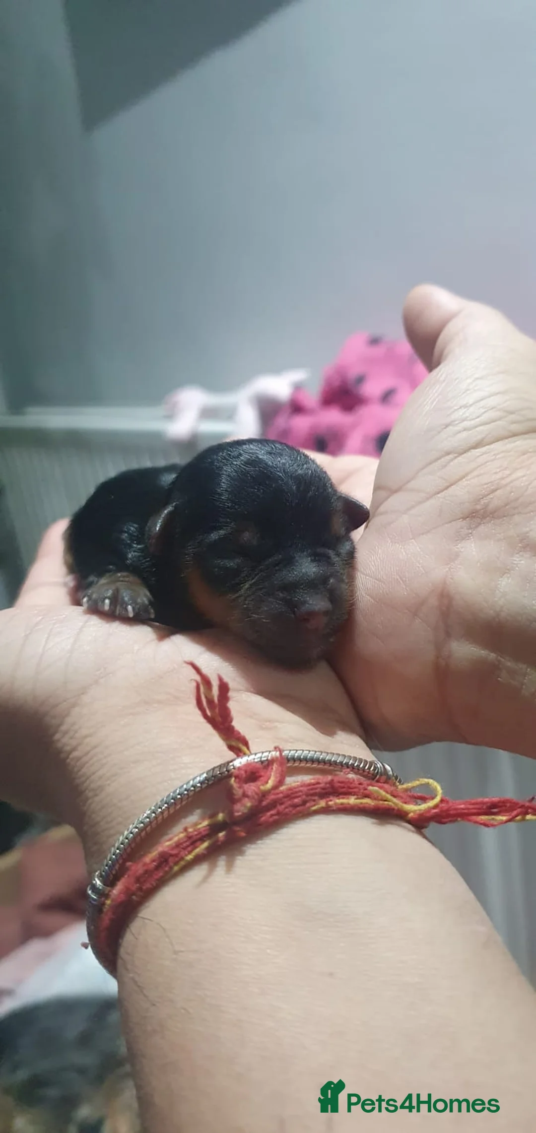 Yorkshire Terrier dogs for stud: CUTEST TINY BOY FOR STUD in Dudley - Advert 9