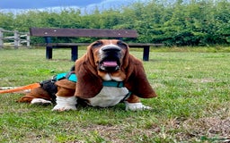 Basset Hound dogs for sale: 5 months old female basset hound - Image 1