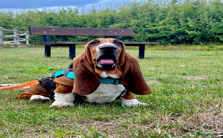 Basset Hound dogs - Advert 1