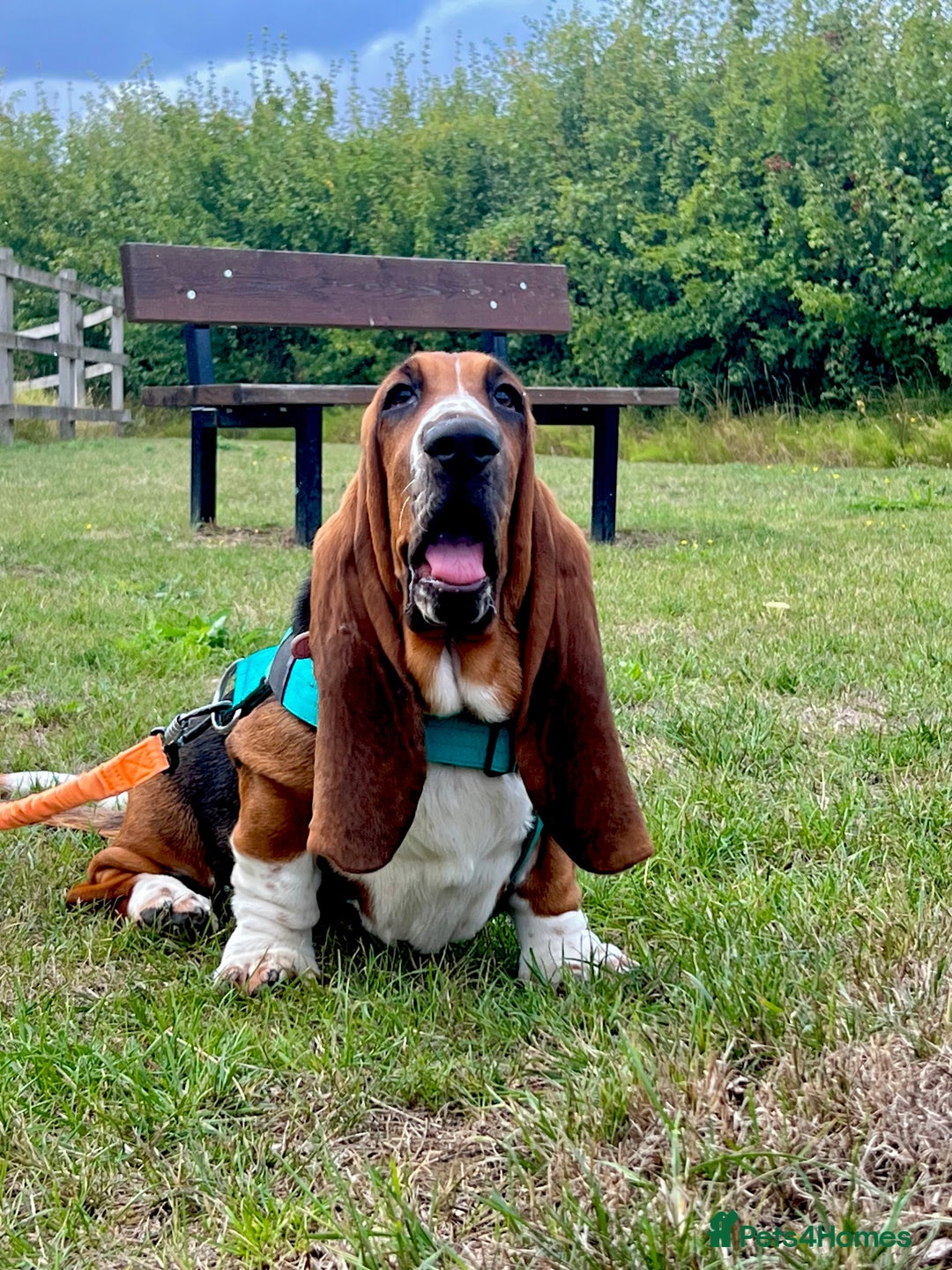 Basset Hound dogs for sale: 5 months old female basset hound - Image 1