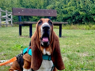 Basset Hound dogs - Advert 4