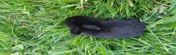 Mixed Breed rabbits for sale: Beautiful Lionhead Dwarf Baby Rabbits - Advert 10