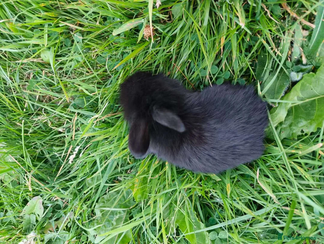 Mixed Breed rabbits for sale: Beautiful Lionhead Dwarf Baby Rabbits - Advert 10