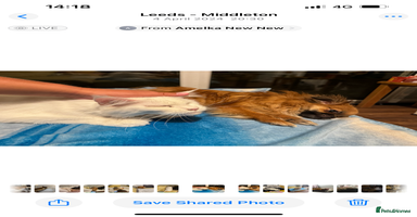 Mixed Breed dogs - Advert 2
