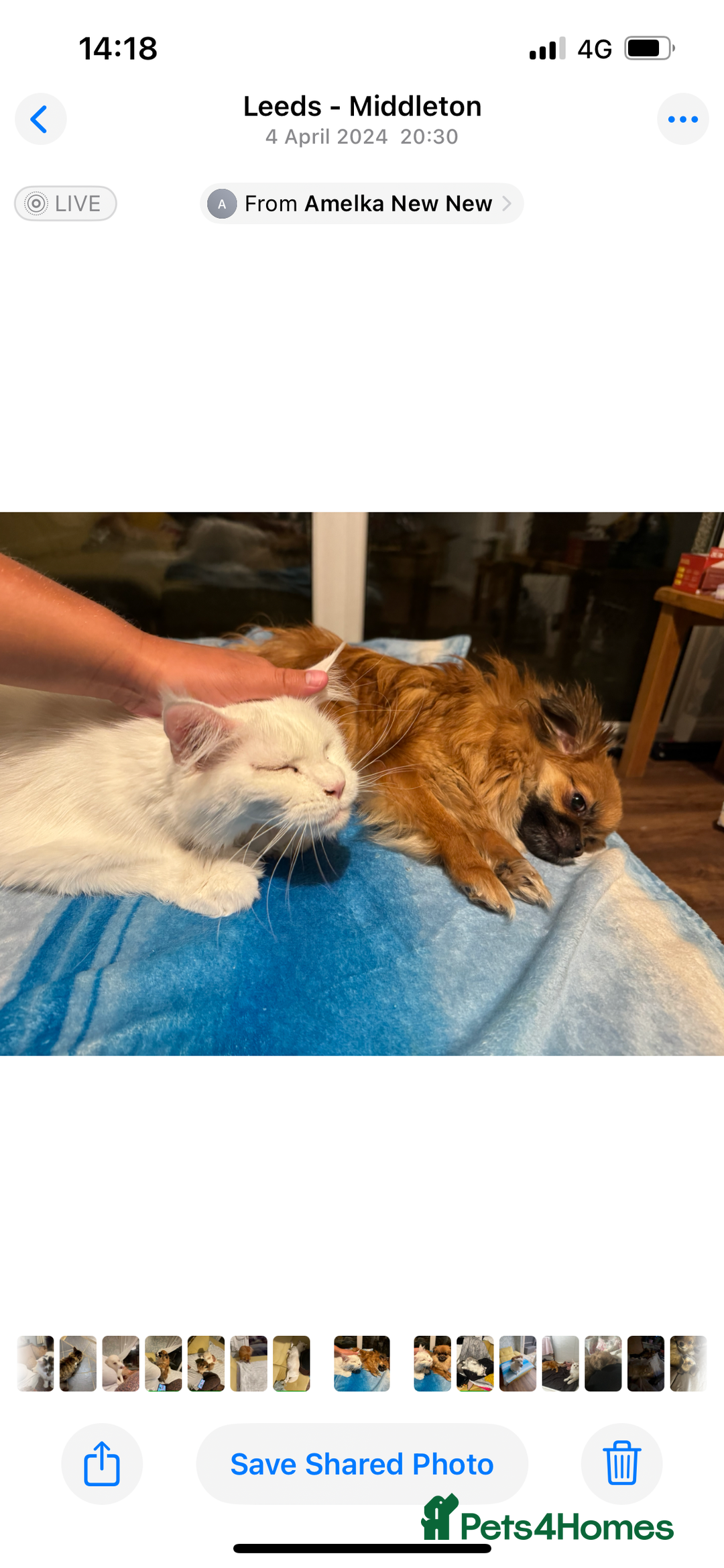 Mixed Breed dogs for sale: Healthy happy puppies Pomeranian Yorkshire Terrier - Image 2