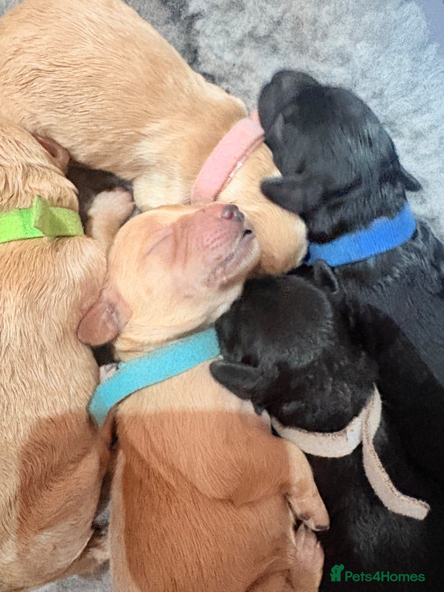 Mini Goldendoodle dogs Gorgeous litter Mini Goldendoodles, Therapy mum  - Advert 1