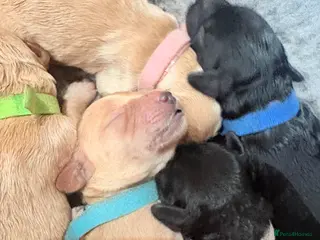 Mini Goldendoodle dogs Gorgeous litter Mini Goldendoodles, Therapy mum - Advert 1