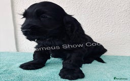 Cocker Spaniel dogs for sale: READY NOW Last boy, import line show cockers - Image 7