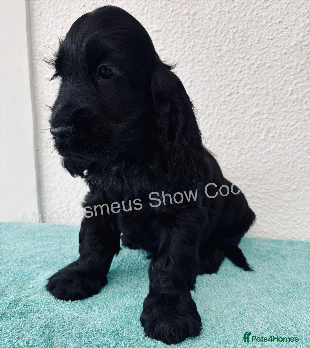 Cocker Spaniel dogs for sale: READY NOW Last boy, import line show cockers - Image 7