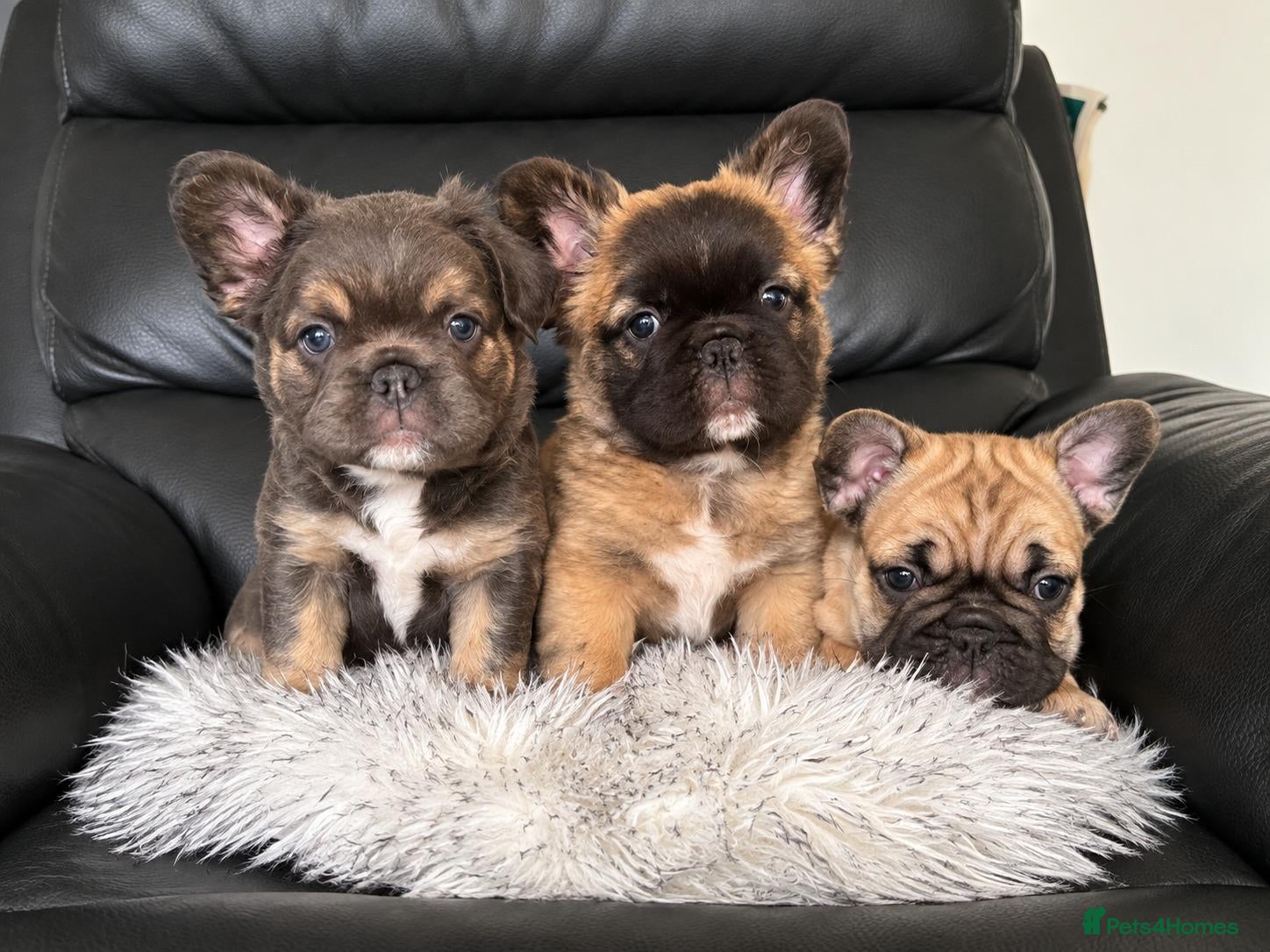 French Bulldog dogs Playful Litter of French Bulldog Puppies  - Advert 1