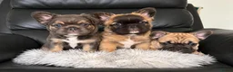 French Bulldog dogs for sale: Playful Litter of French Bulldog Puppies  in Sutton - Advert 1