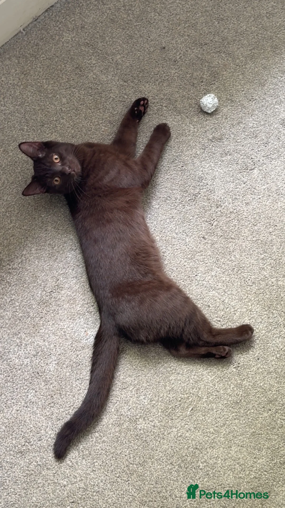British Shorthair cats for sale: Brown British shorthair male for rehoming  - Advert 6