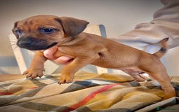 Patterdale Terrier dogs for sale: Patterdale pups  - Image 1