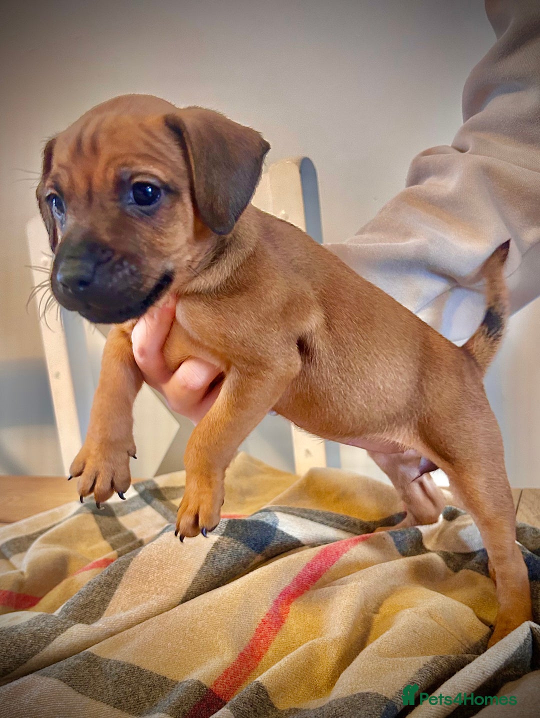 Patterdale Terrier dogs for sale: Patterdale pups  - Image 1