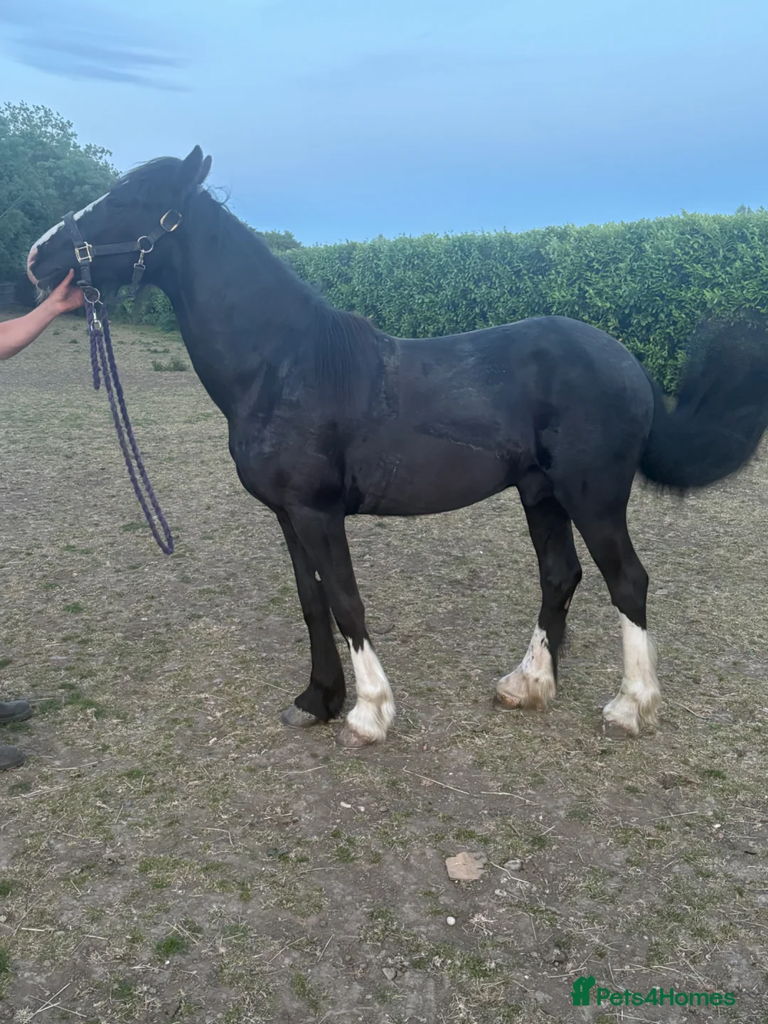 Gelderland horses for sale: Gelding  - Advert 3