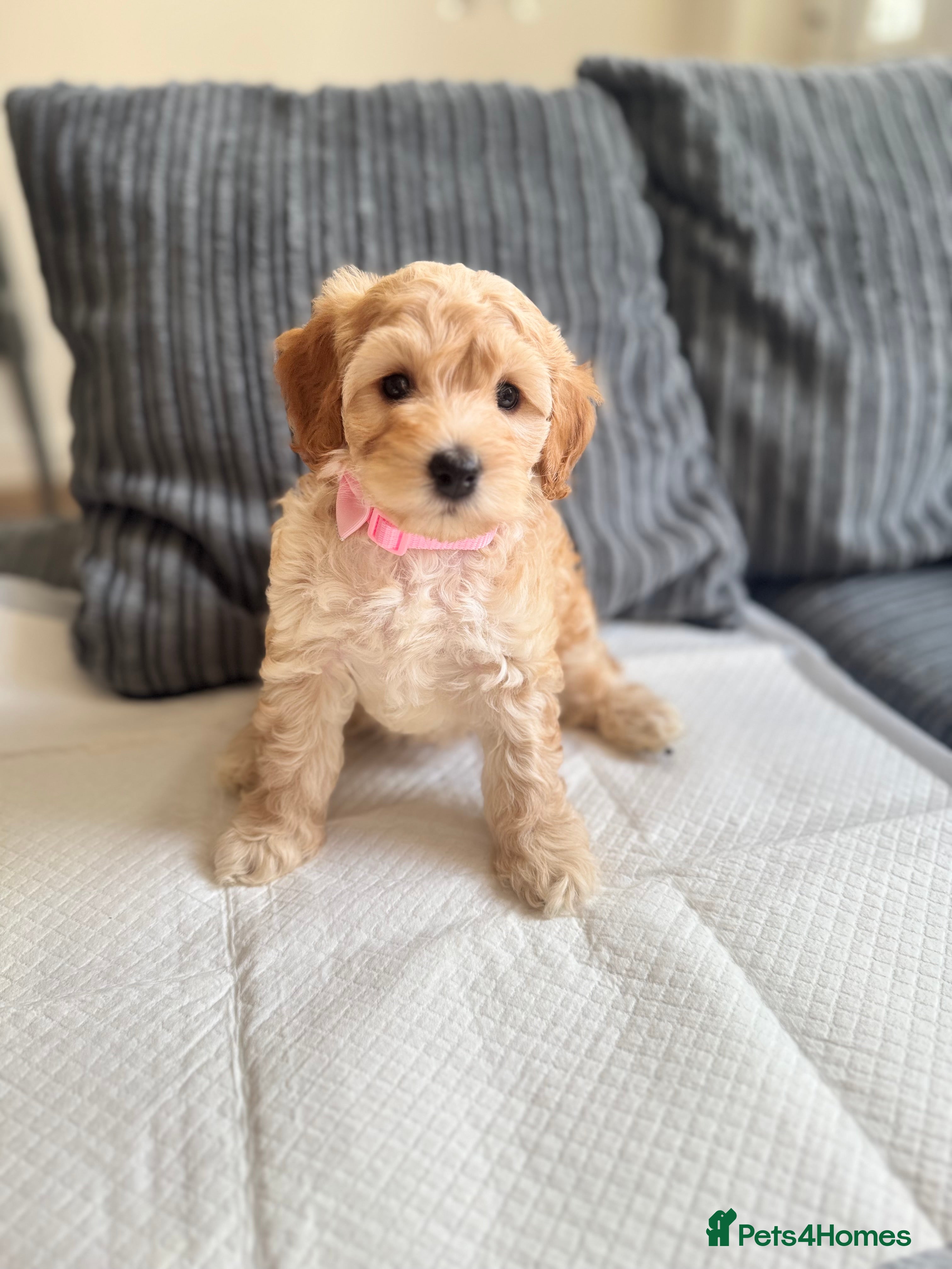 Cockapoo dogs Miniature Cockapoo  - Advert 11