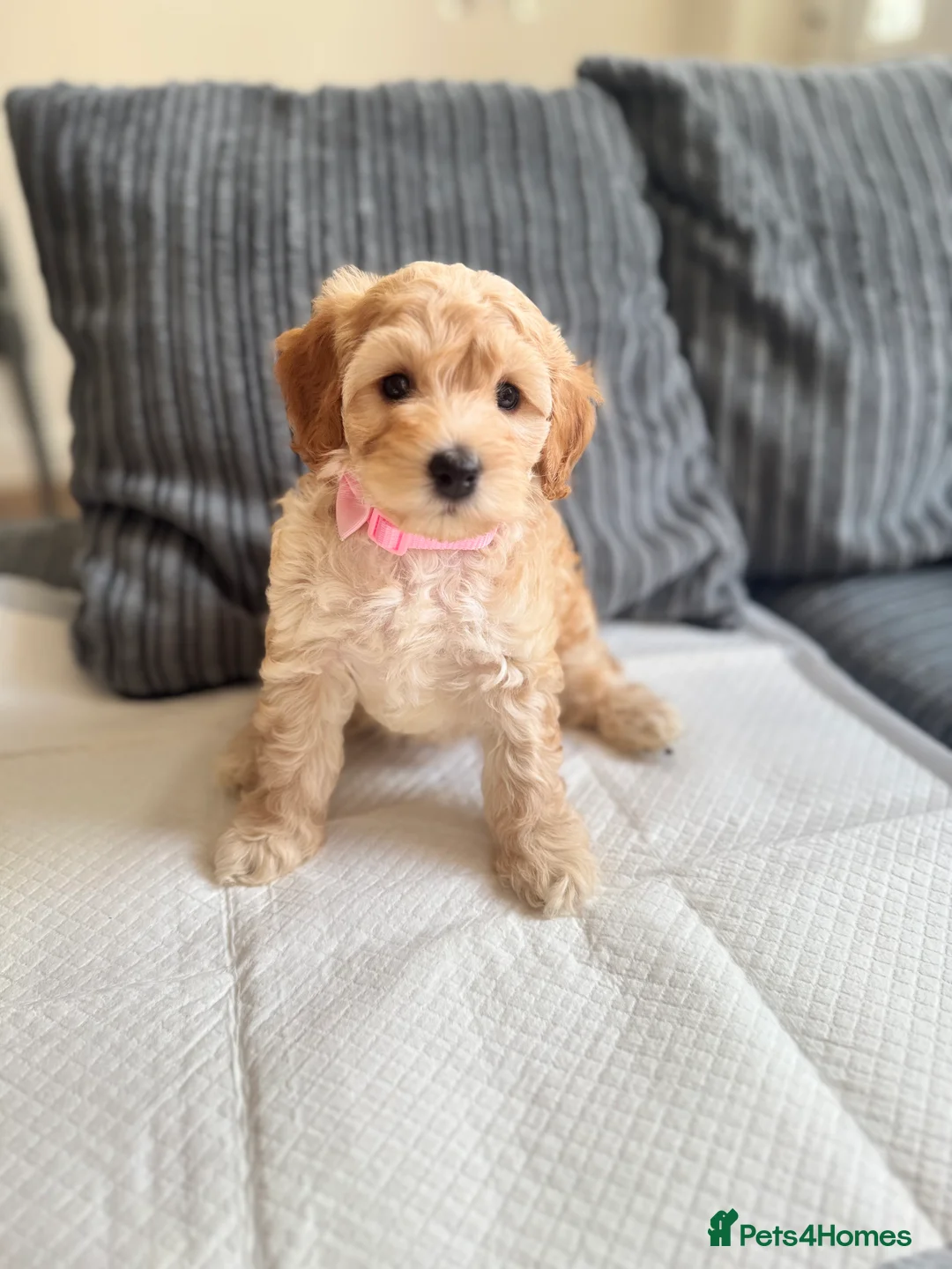 Cockapoo dogs for sale: Miniature Cockapoo  - Advert 1