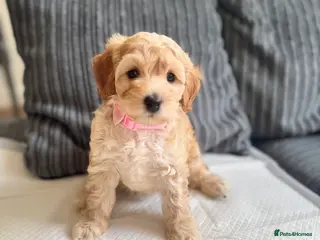 Cockapoo dogs Miniature Cockapoo - Advert 11