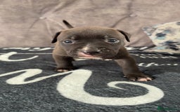 Mixed Breed dogs for sale: Both ready to leave now!   - Image 12