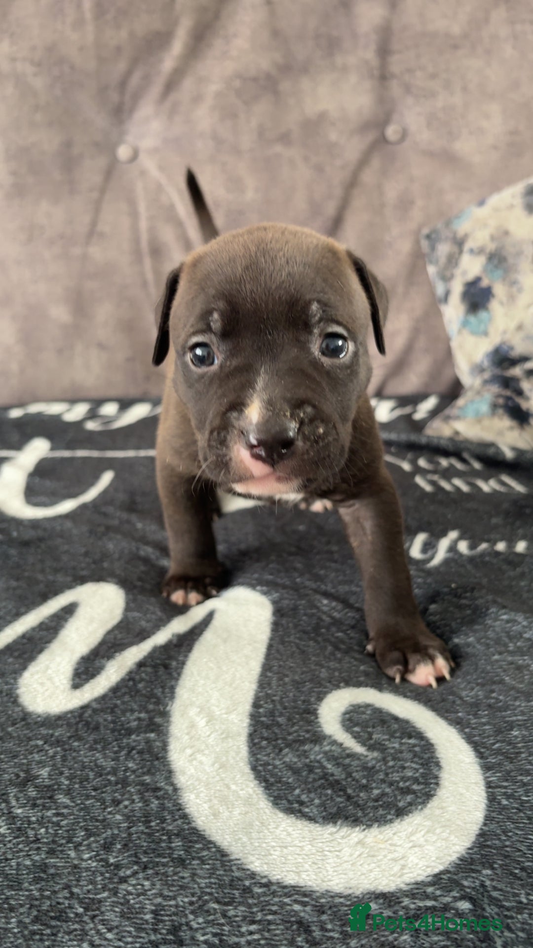 Mixed Breed dogs for sale: Both ready to leave now!   - Image 12