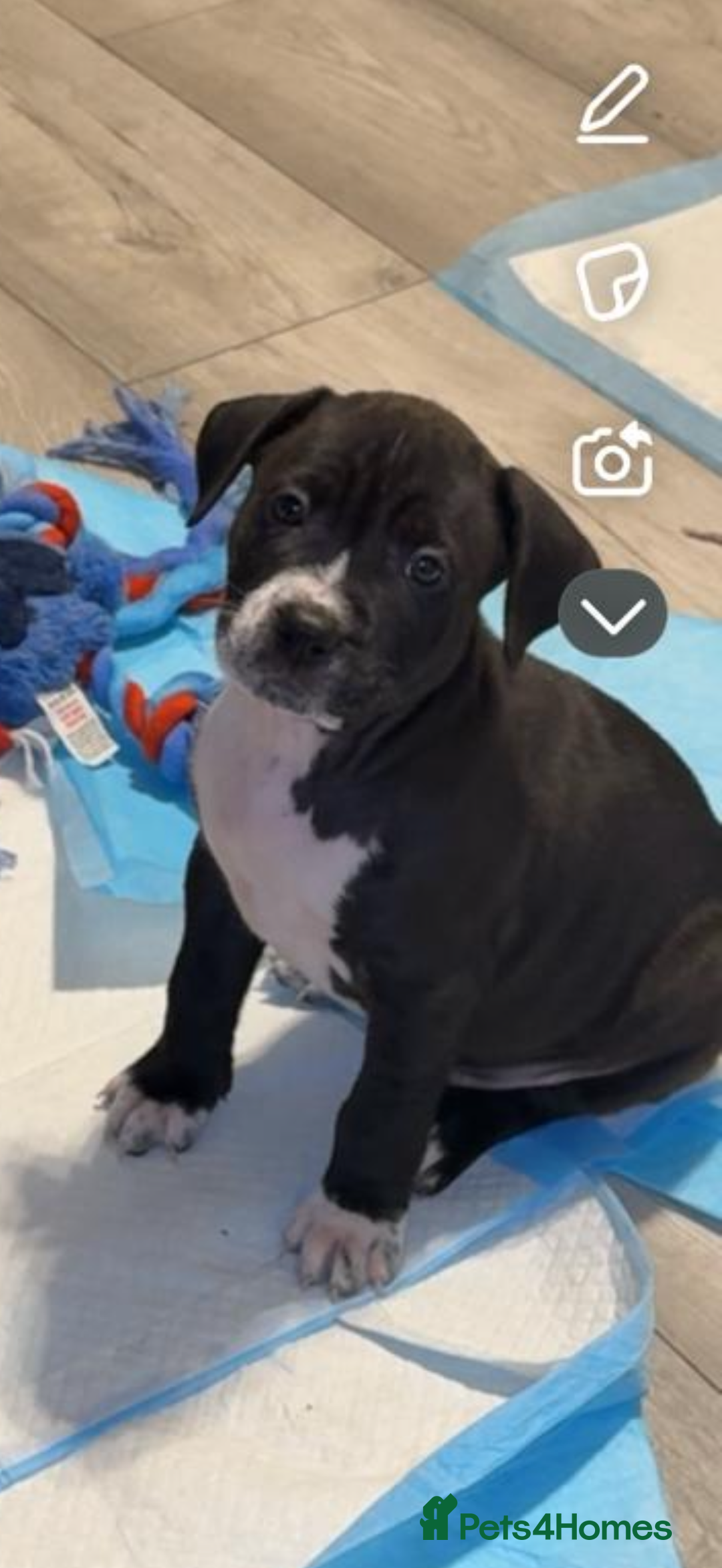 Mixed Breed dogs for sale: beautiful cane corso/ staff pups 7 left  - Image 10