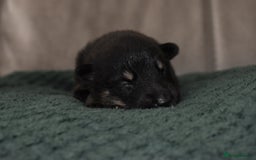 Shepsky dogs for sale: German shepherd x husky puppies - Image 39