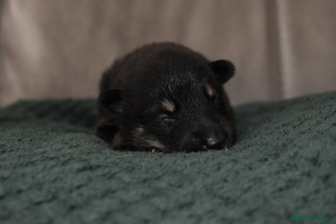 Shepsky dogs for sale: German shepherd x husky puppies - Image 39