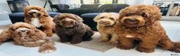 Australian Labradoodle dogs for sale: **MR BRINKLEY'S GENUINE ALD PUPPIES** - Advert 32