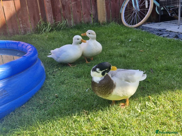 Ducks poultry Call ducks - Advert 6