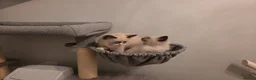 Ragdoll cats for sale: GCCF Ragdoll Kittens - Ready Now (Pet or Active) - Advert 13