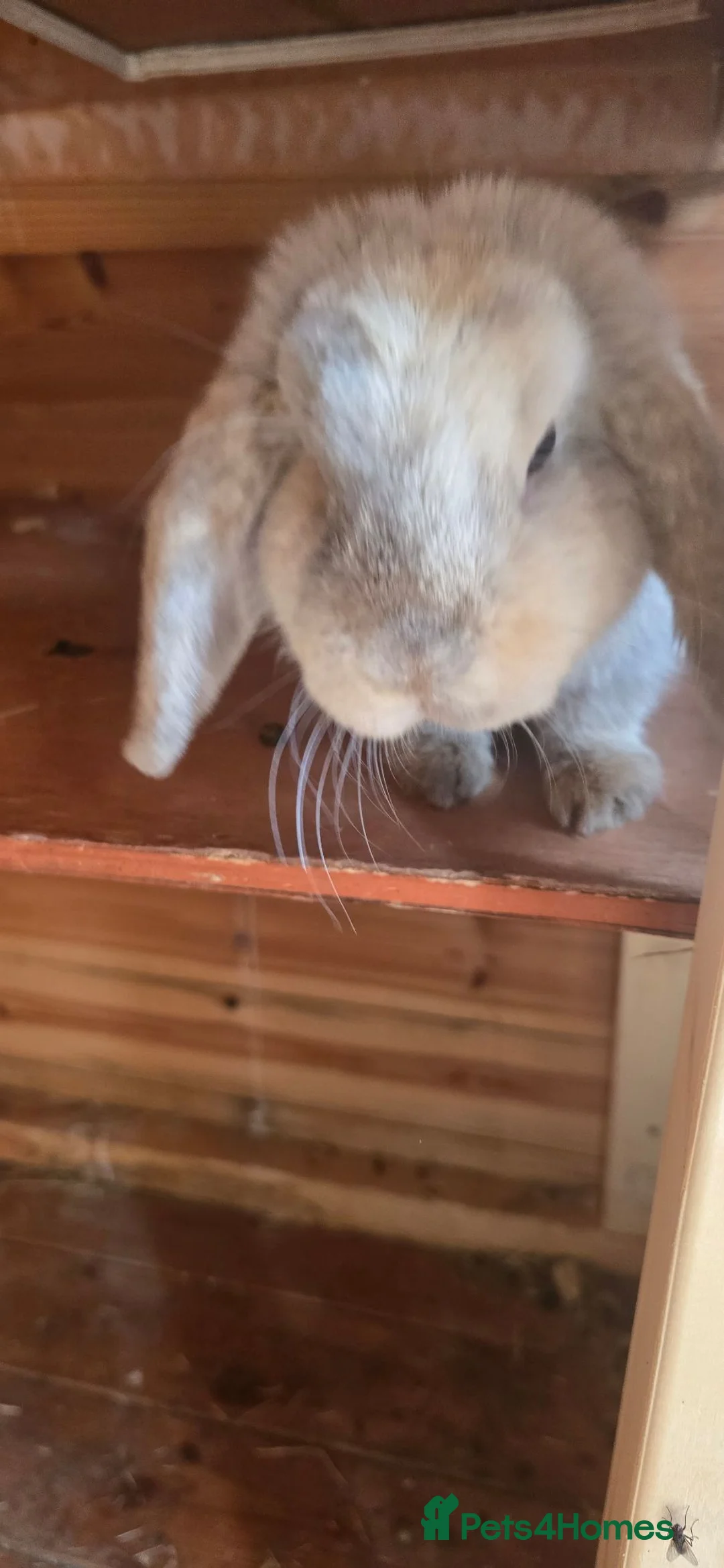 Continental Giant rabbits for sale: Rabbits  in Nottingham - Advert 2